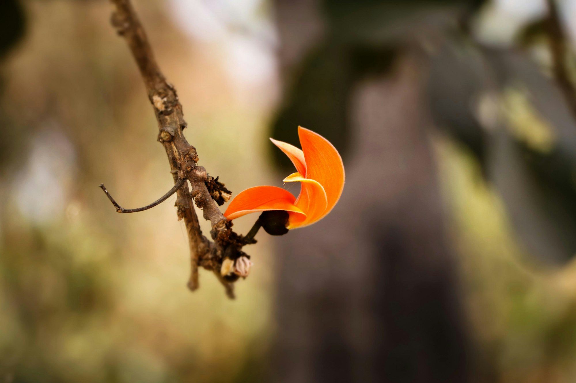 A single flame-orange tesu (palash) flower on a bare branch.